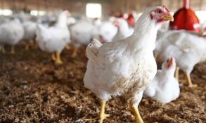 عرضه مرغ زنده