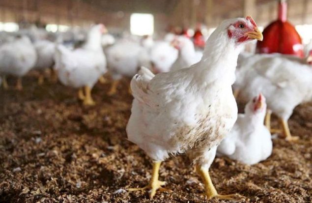 عرضه مرغ زنده